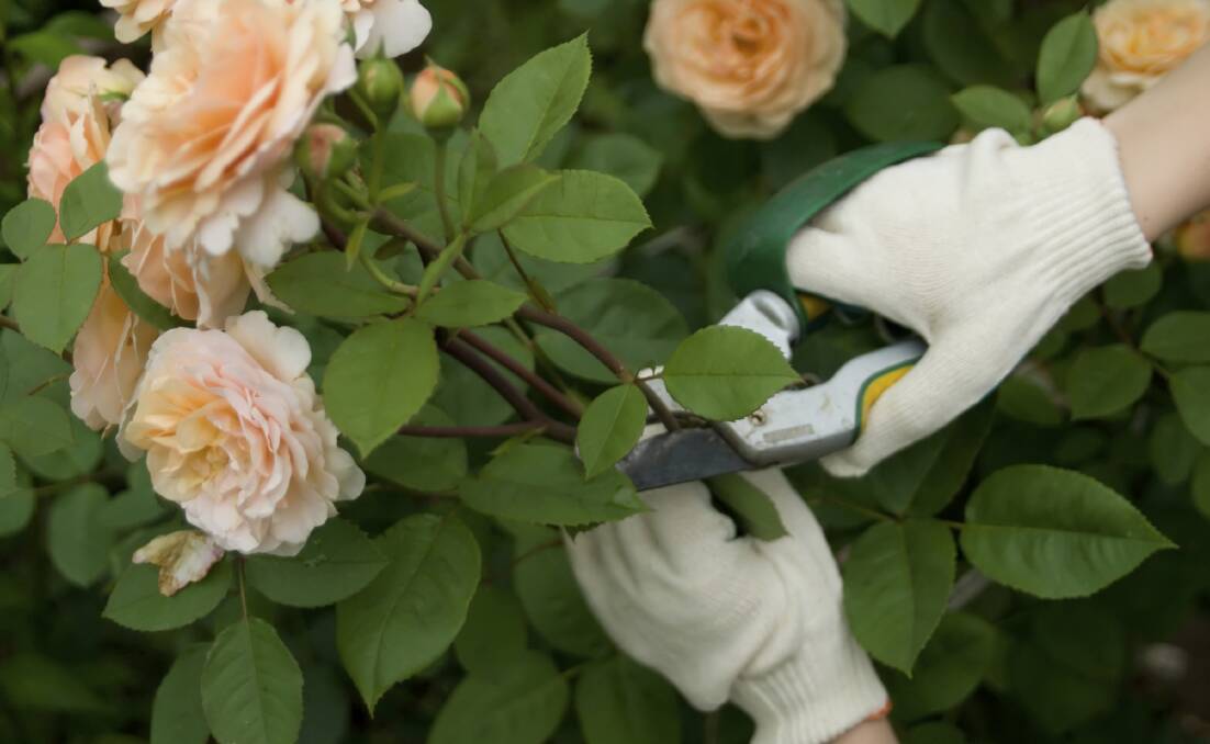 January pruning of roses refreshes and reinvigorates the plants.