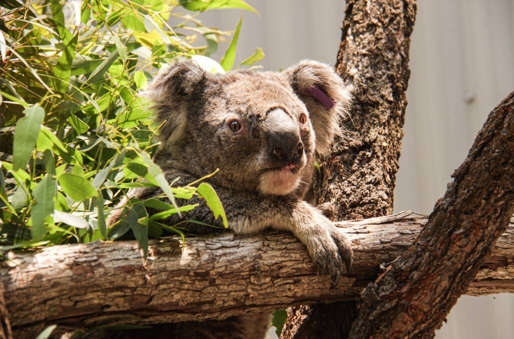 he Blue Mountains' koalas have taken refuge at Taronga Zoo.