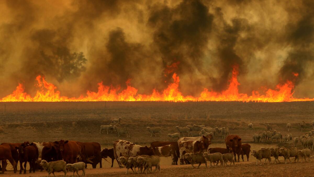Waiting for flames: Research has found people impacted by bushfires often wait to see flames. Photo: Dean Sewell, Sir Ivan Bushfire in Dunedoo, NSW Central Tablelands.