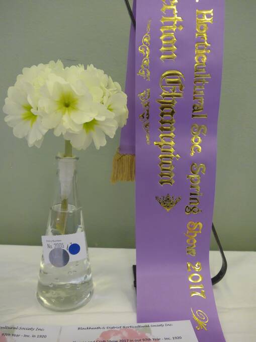 2014 grand champion: Blackheath and District Horticultural Society's past grand champion, camellia formal double, Bette Ridley.