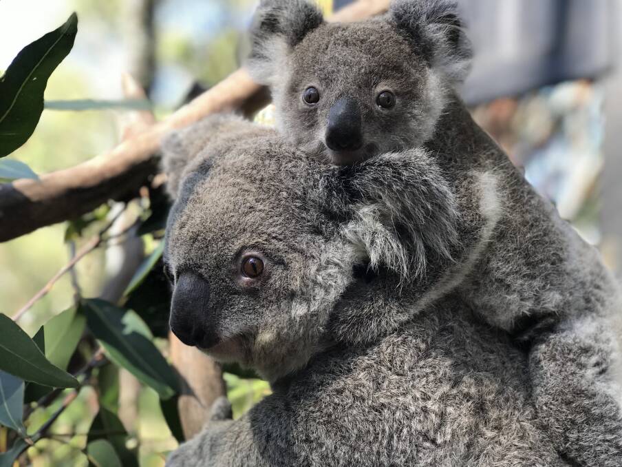 Koala sightings have become more common in the Blue Mountains region. Photo: Australian Reptile Park.

