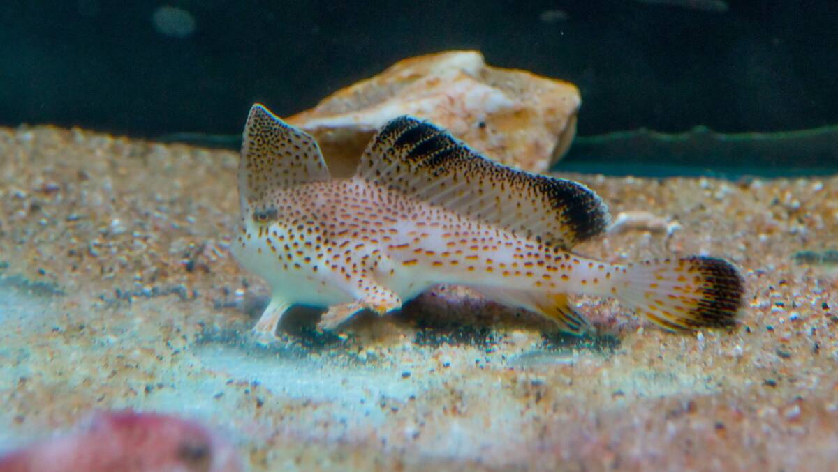 Seahorse World at Beauty Point is one of the only places to see the spotted handfish in captivity. Picture: Scott Gelston 