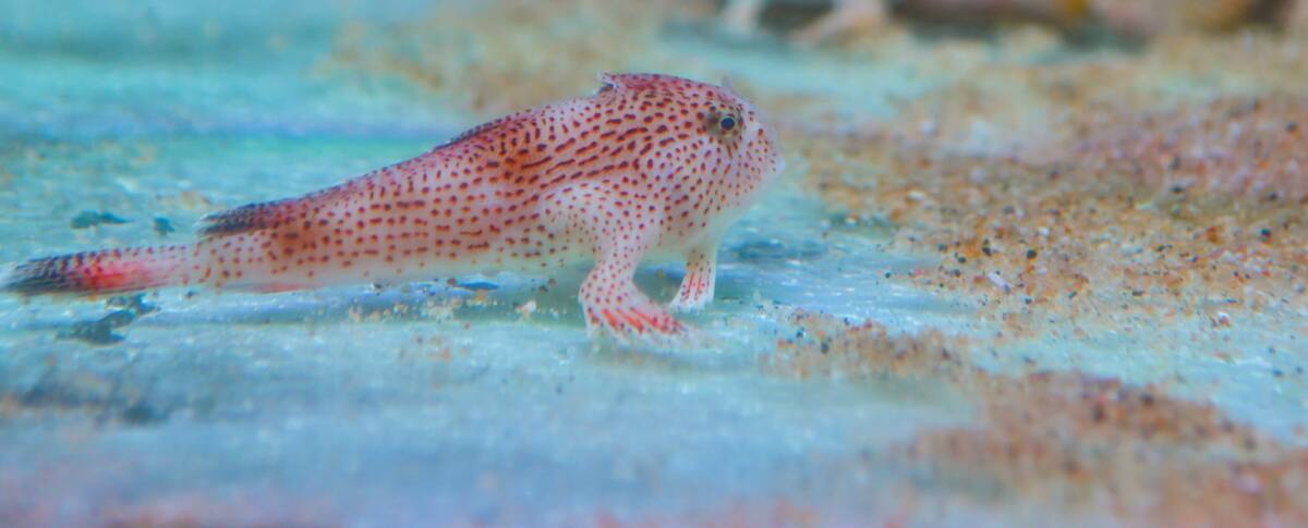 Seahorse World at Beauty Point is one of the only places to see the spotted handfish in captivity. Picture: Scott Gelston 