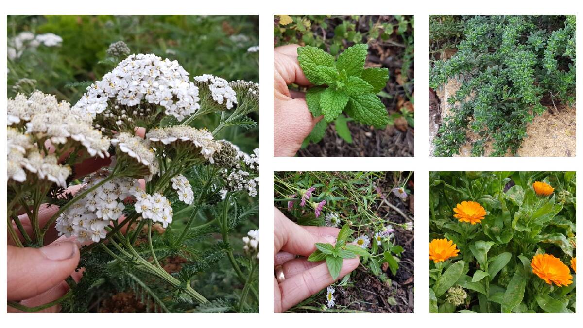 BOOSTER BREW: Ingredients of immune-boosting tea are made from herbs (pictured clockwise from left) yarrow, lemon balm leaf, thyme, calendula flowers and peppermint, all of which you can grow in your own garden. Pictures: Good Life Permaculture.