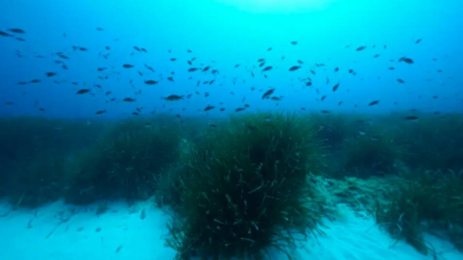 Lush meadows of the seagrass Posidonia oceanica in the Mediterranean. Picture: HYDRA Marine Sciences GmbH.