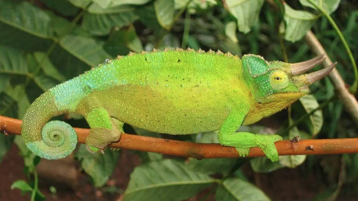 A male Jackson's chameleon from Kenya. This male is using its display colour, signalling its dominance to rival males or quality to a female. Picture: Martin J. Whiting.
