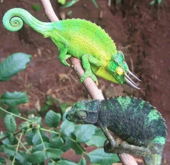 A male Jacksons chameleon courting a female in Kenya. Credit: Photo by Martin J. Whiting.