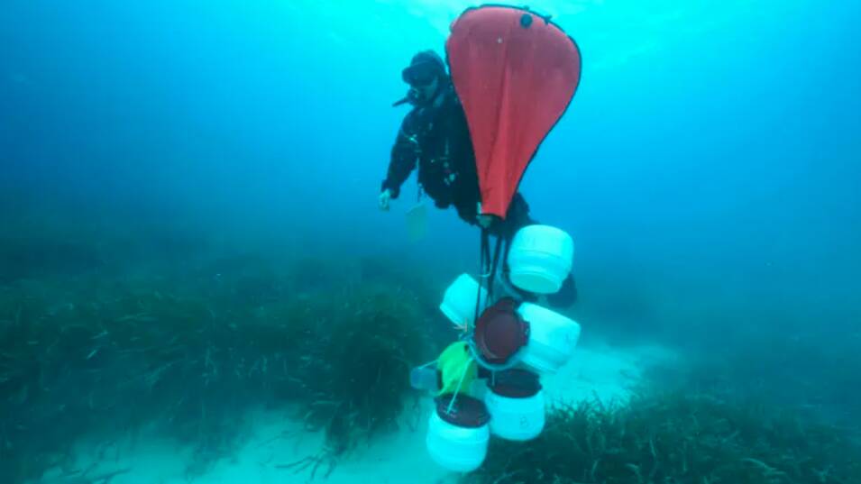 A researcher from the Max Planck Institute for Marine Microbiology retrieving samples of seagrass. Picture: HYDRA Marine Sciences GmbH