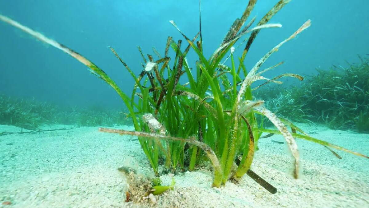 Seagrass up close in clear waters. Picture: HYDRA Marine Sciences GmbH.