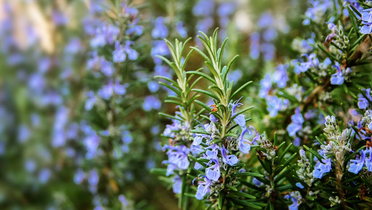Rosemary is well renowned as the herb for remembrance and so much more. Picture: Shutterstock.