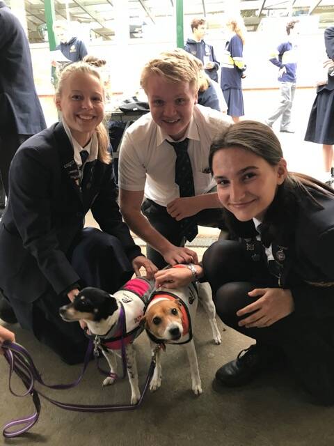 Here comes the HSC: “We know of the huge benefits animals can give to humans and this is just one way of helping,” Mrs Brischetto said. Claire Bourguignon, Tom Weaver and school captain Eleni Vergotis are all smiles with Tazzi and Titan.