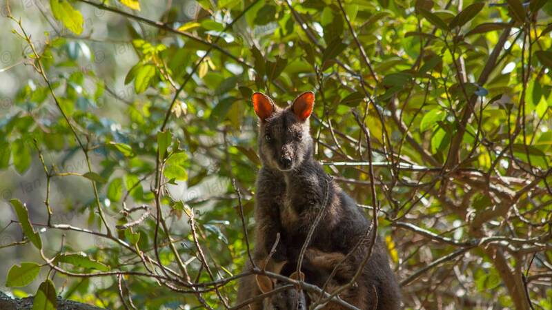Rock wallaby: Photo by Ian Brown.