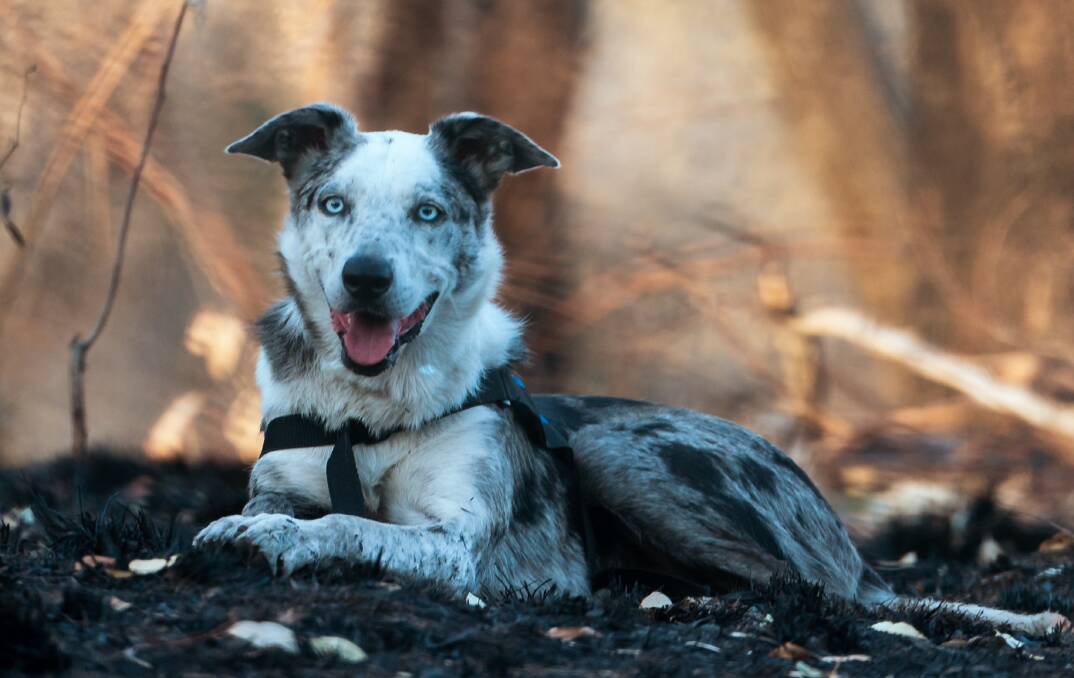 Come and celebrate the heart-warming connection of canines and their humans. Picture: Tyson Mayr. Bear, an Australian Koolie, appears in the film Dogs to the Rescue. The photo is taken at a burnt out koala sanctuary in NSW.