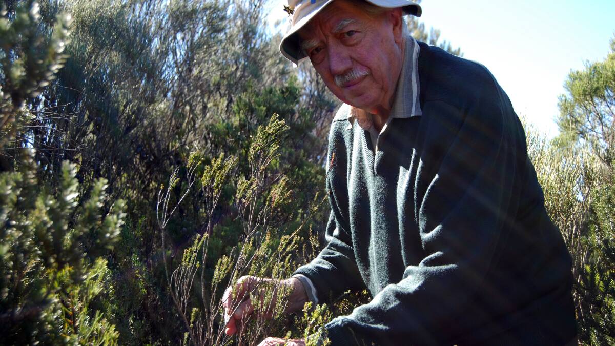 Amateur botanist, David Coleby of Leura, came across ‘The Colraine Rock’ by accident in May last year