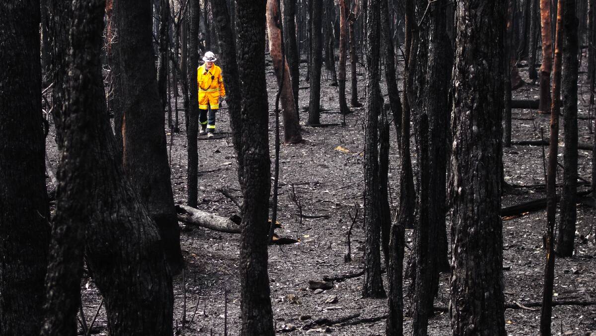 Virginia Eastman's winning photo: Still Standing - We and the Trees, has won the People's Choice section of the Resilience NSW awards. Blaxland RFS member, Tom Cowan, is pictured. 