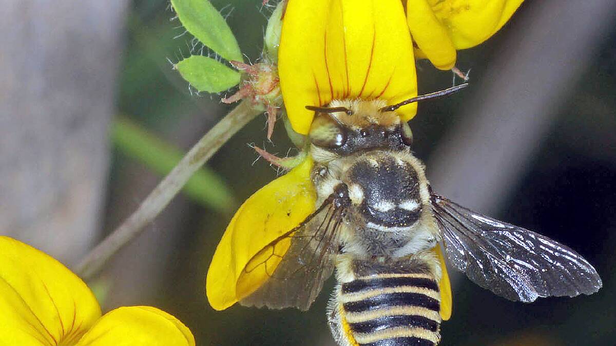 Leaf Cutter bee Photo: Marc Newman