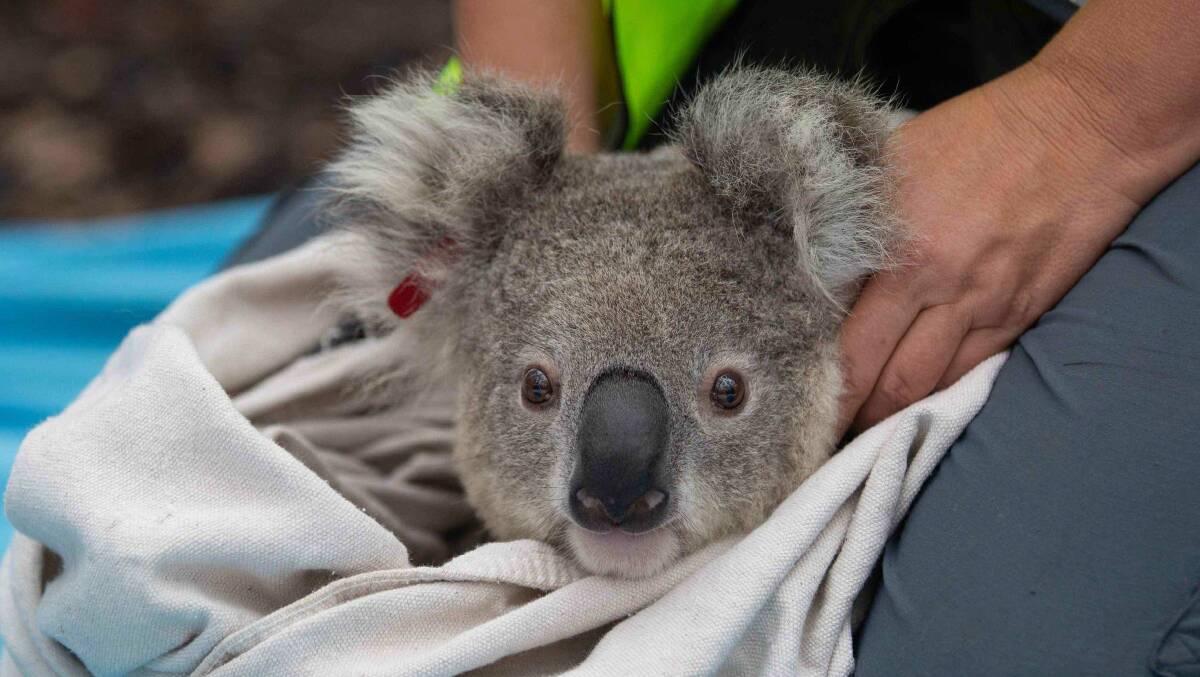 Koalas safe return into the Blue Mountains bush: hese marsupials, who are representatives of the most genetically diverse population of koalas in Australia, were rescued from the devastating mega-fire that moved through the area in December 2019. They were sheltered in safety and cared for by Taronga Zoo, with a team effort between Taronga and Science for Wildlife in keeping them fed.