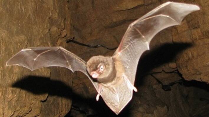 Bats are natures' night workers
