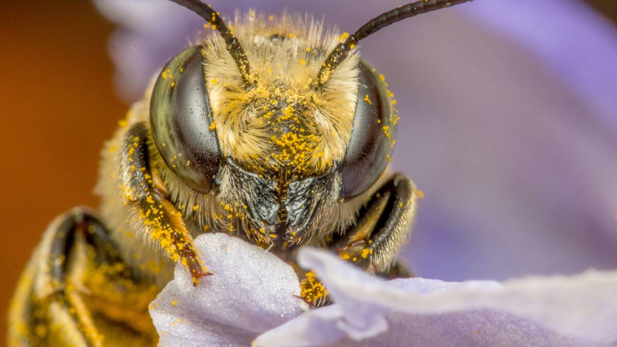 Leaf cutter bee. Photo credit: Michael Duncan.