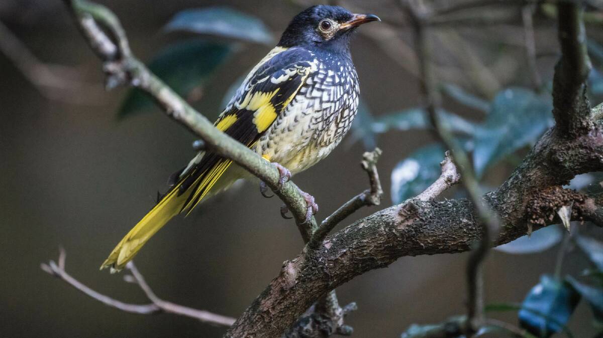 Nature has rights: The critically endangered Regent Honeyeater. In a first for Australia, in April BMCC recognised the rights of nature. Council has now been awarded for it. Picture: Dave Nobel