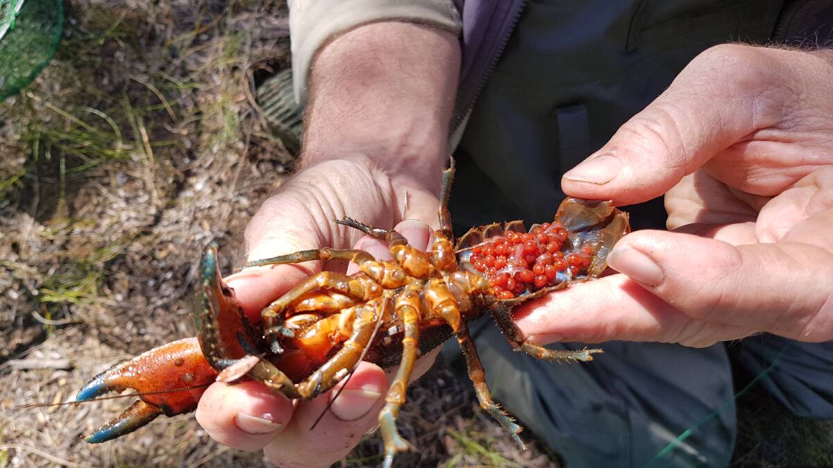 Female spiny crayfish carry eggs (berries) tucked beneath their tails. When the eggs hatch, the babies stay under mums tail until summer. Photo: BMCC.