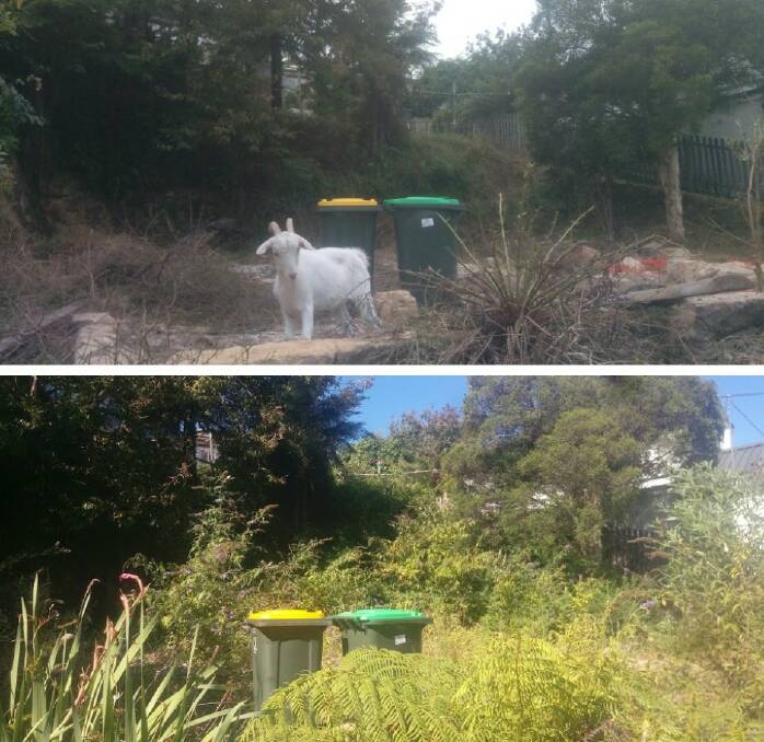It's a goat's life: Before and after (top) at a Katoomba house.