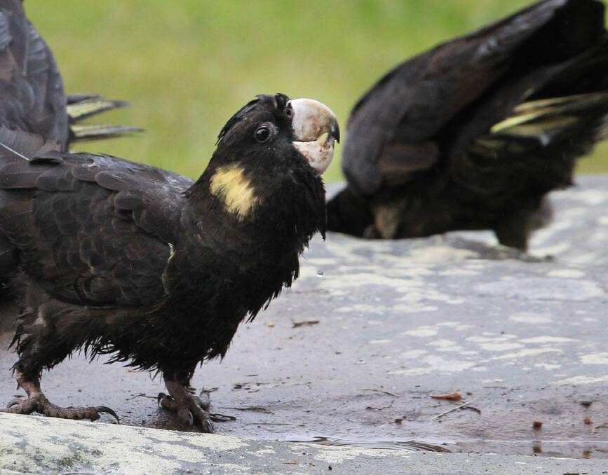 Iconic species needs your help: A yellow-tailed black cockatoo in Sydney's Centennial Park. Photo: Peter Rae.