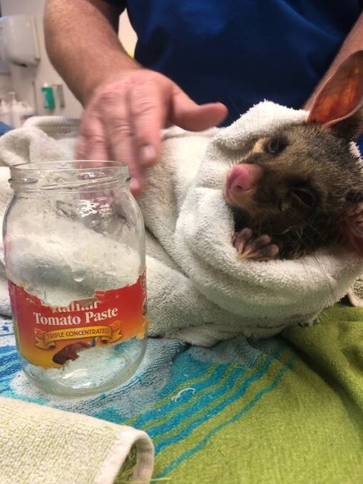 Possum with glass jar on head rescued from tree