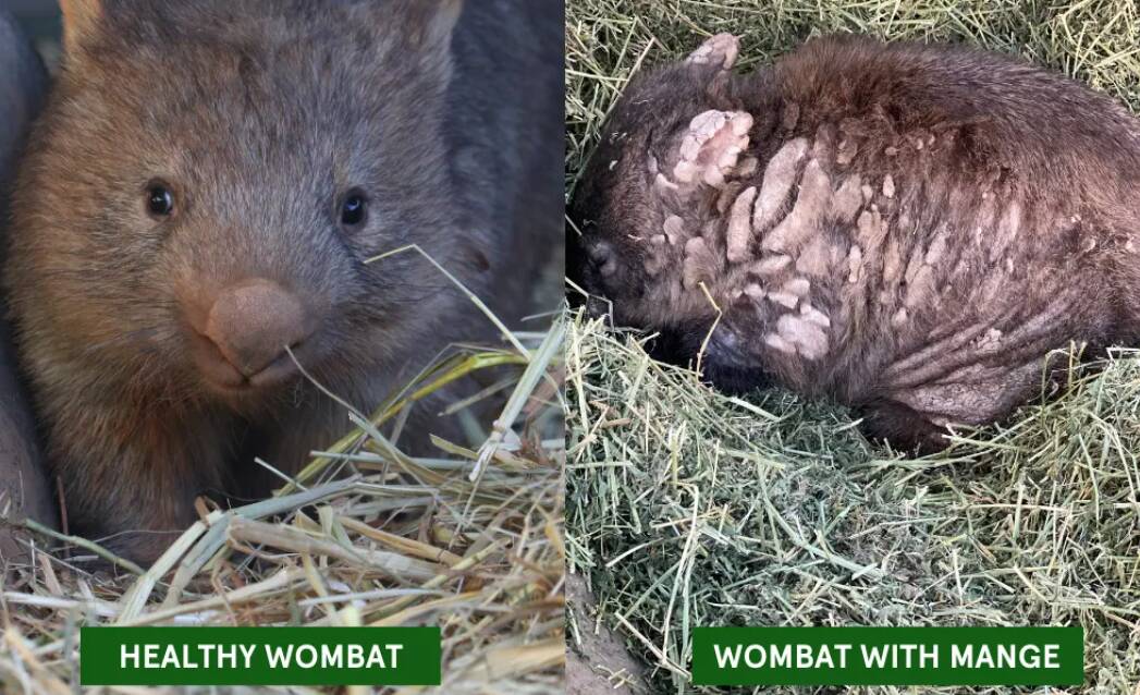 Mange-affected Blue Mountains wombats in Wentworth Falls