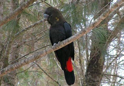 A glossy black cockatoo, sometimes called a red tailed cockatoo.