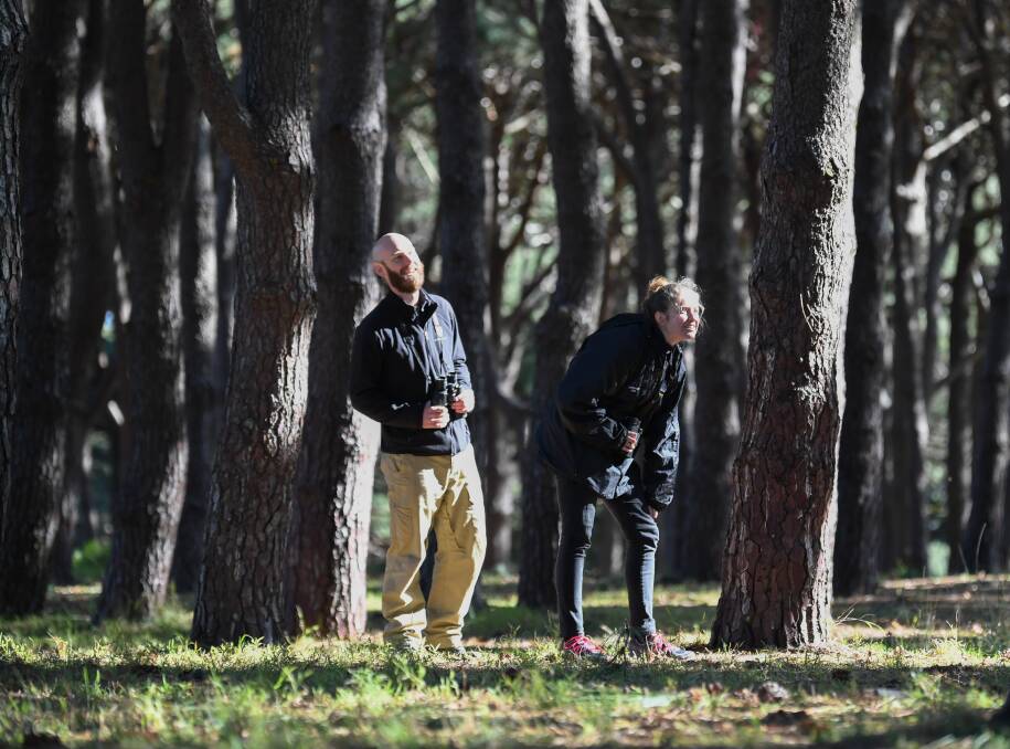 Watching out: ​Wildlife ecologist John Martin and researcher Jessica Rooke look for yellow-tailed black cockatoos in Sydney's Centennial Park. Photo: Peter Rae