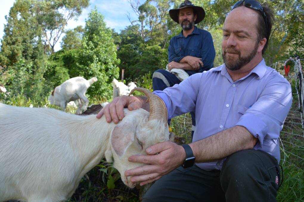 Living lawnmowers: How goats are fixing up one Blue Mountains backyard as an alternative to herbicides.