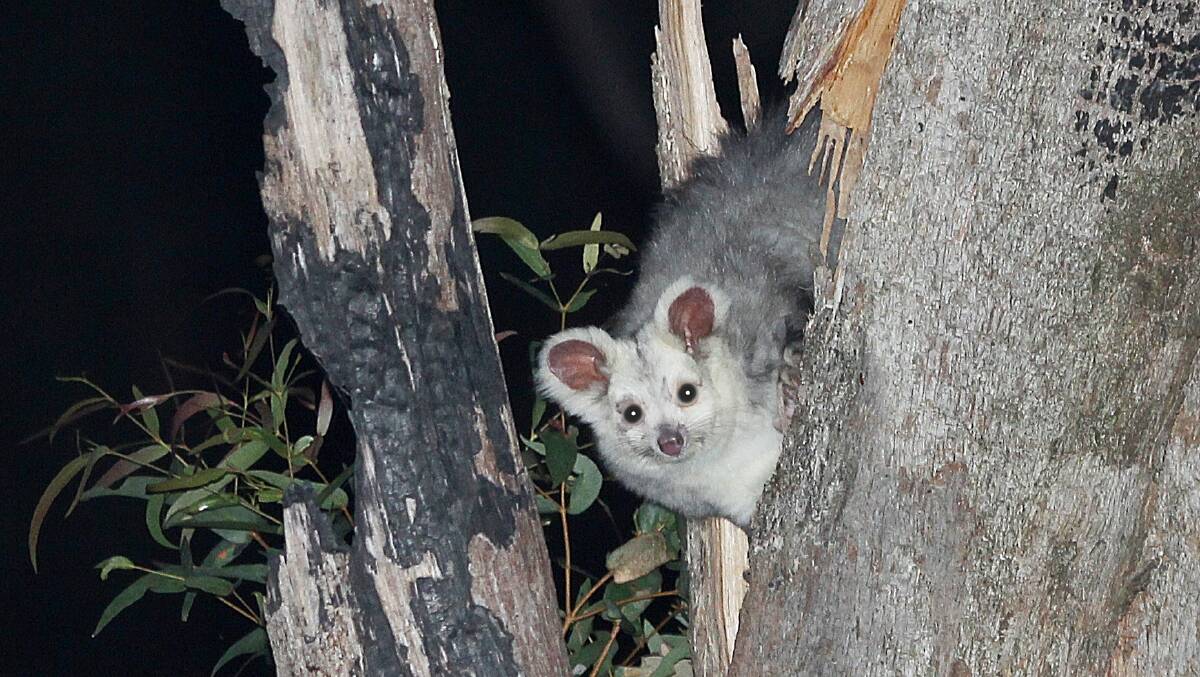 A Greater Glider
