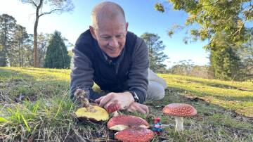 Professor Brett Summerell beside Amanita muscaria mushrooms in
Wentworth Falls on May 20. Picture by B C Lewis