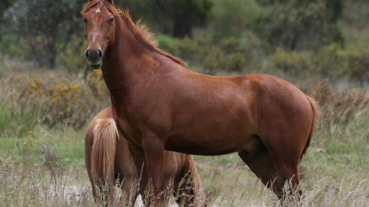 Feral horse/brumby: Part of the cultural fabric and folklore of the high country or now in such high numbers it is a pest?