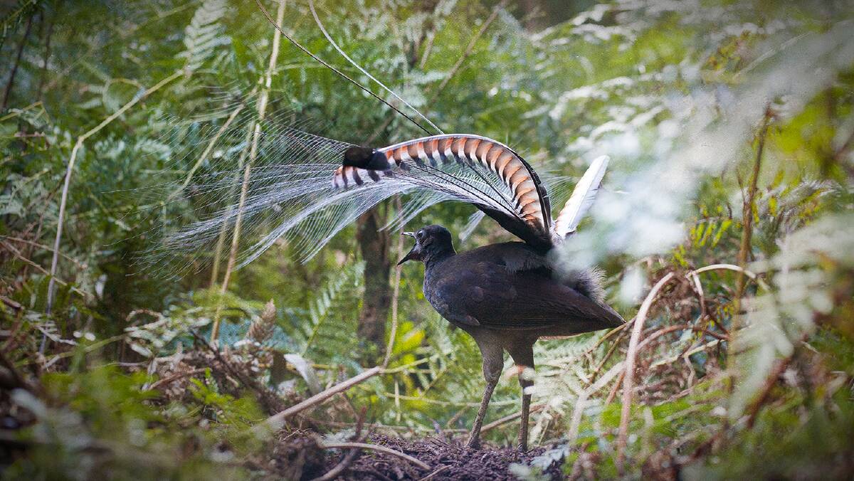 The Message of the Lyrebird film screens on September 21 at Katoomba. Tickets through the United Cinemas website or on the night. Picture supplied