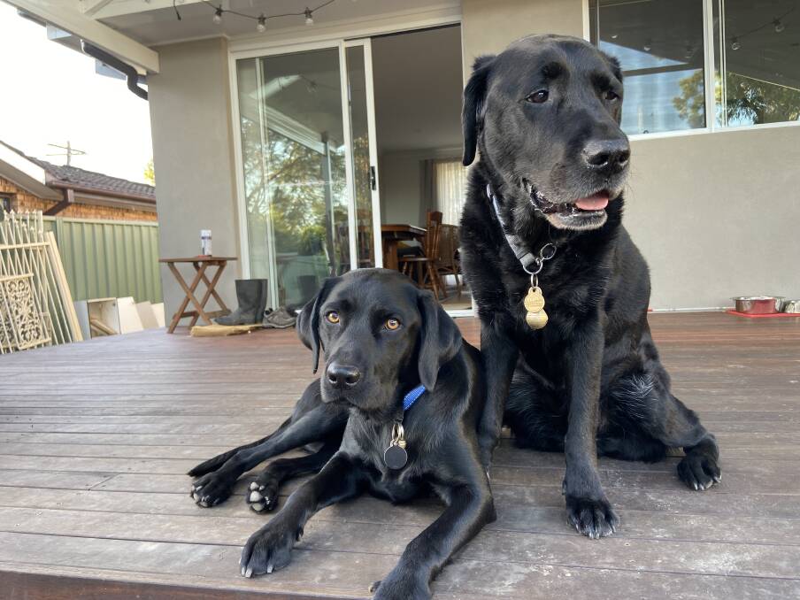 Family and his eyes: Cleo is his newest pup and Orson is the older retired one.