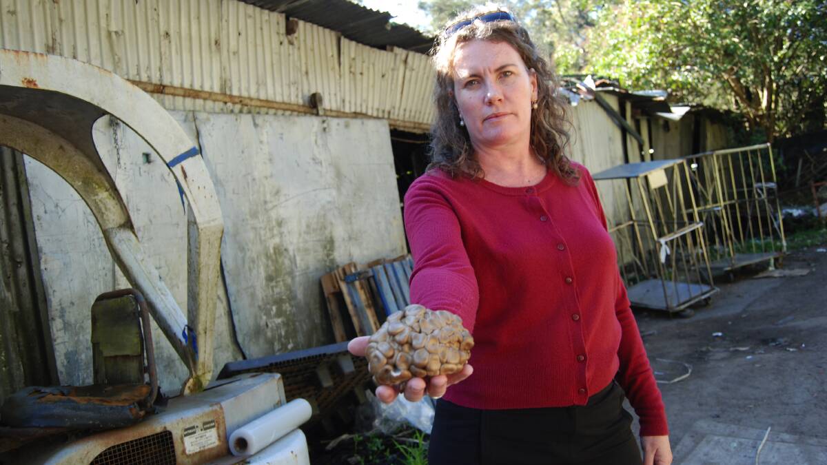 The dilapidated site in 2015: MP Trish Doyle campaigned hard to raise concerns about the mushroom farm. It has since been shut down.