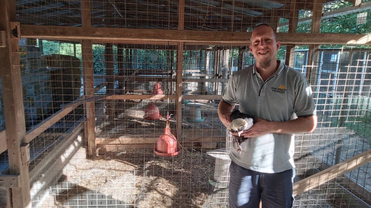 No chickens left to buy till April:Supermarket shelves are empty of staple food products which led to a weekend rush for laying hens in the Mountains. Pictured is Jason Hollier from Sun Valley Produce.