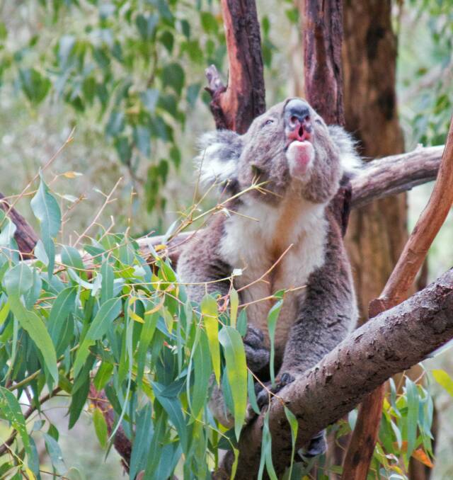 A bellowing male koala in mating season: some listeners say it sounds like loud burping with hiccups.