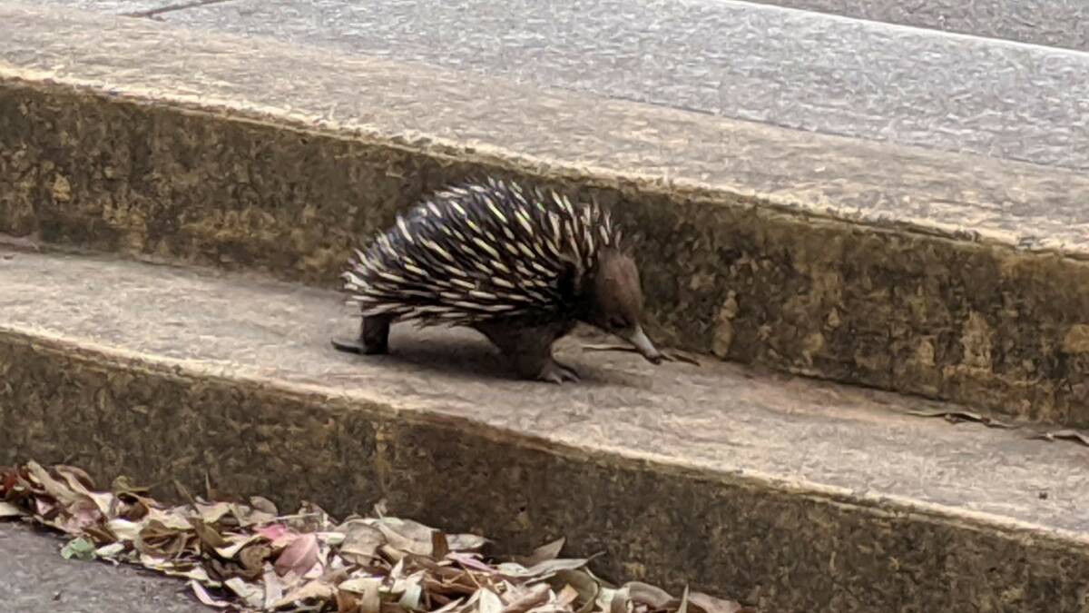 An echidna on steps in Como Pleasure Grounds before its visit to Blackfish Cafe. Picture: Como resident, Michelle