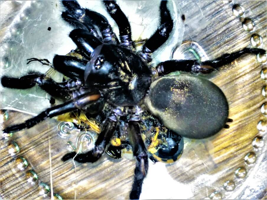 MASSIVE: This enormous Central Victorian trapdoor spider was discovered at Miners Rest recently.
