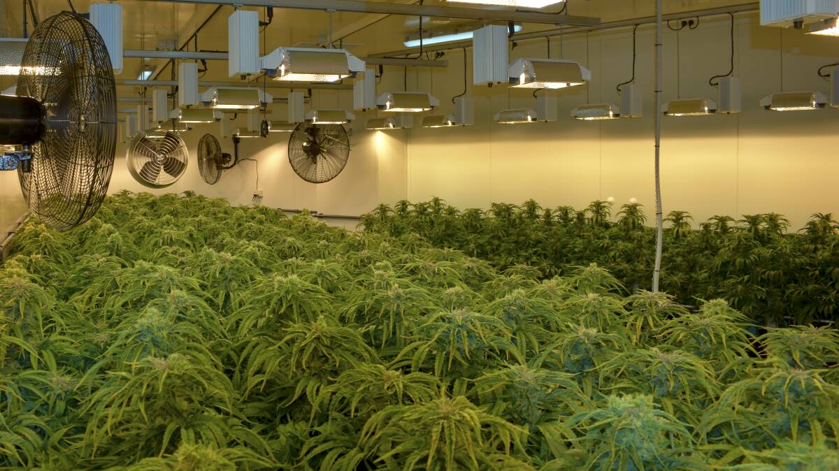 GROWTH: File image of medicinal marijuana plants.