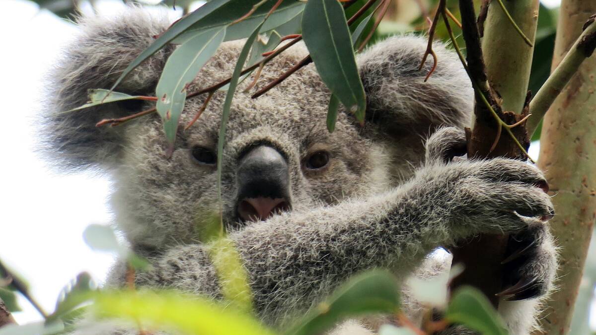 Koalas are at risk of extinction and need our help. Picture supplied