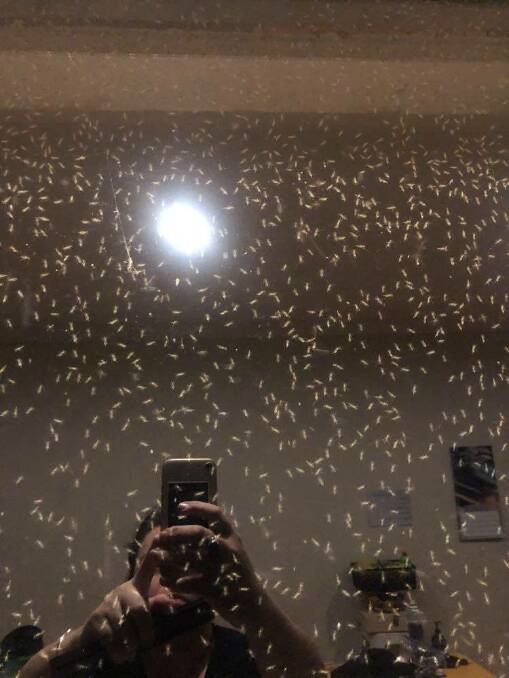 Swarmed: Mosquito infestation at Lake Cathie. Photo: Lisa Willows.