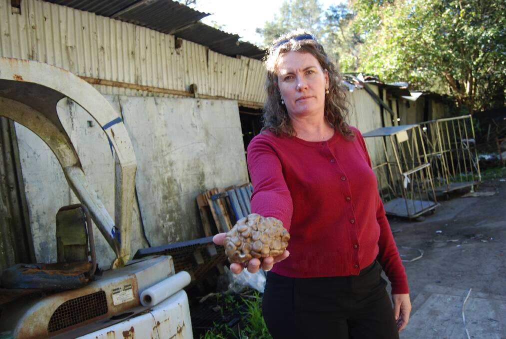 Appalling : We discovered some appalling working and living conditions on the edge of a national park as well as environmental damage alongside waterways, Blue Mountains MP Trish Doyle said. She is pictured with some of the exotic mushrooms grown at the mushroom farm in Glenbrook.