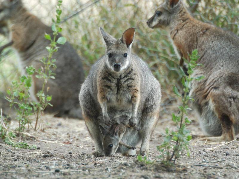A golf club in Tasmania will no longer go ahead with a controversial plan to cull wallabies.