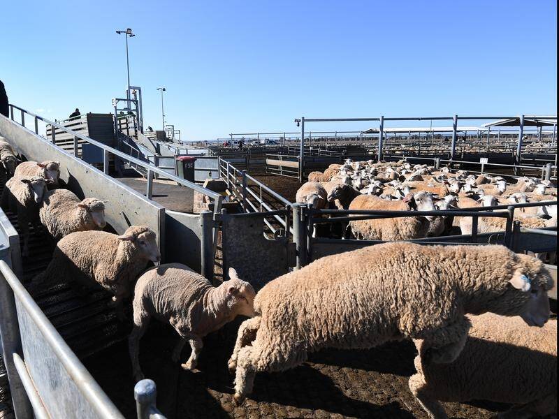Desperate NSW farmers are selling their sheep earlier than usual to avoid having to feed them.