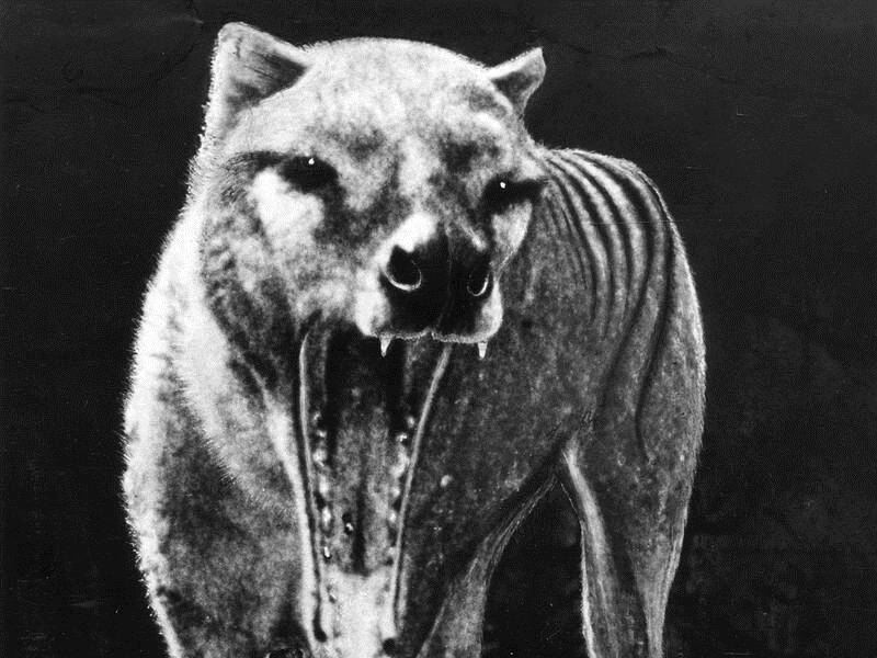 A precious 21-seconds of footage of the last-known thylacine, in Hobart Zoo, has been released.