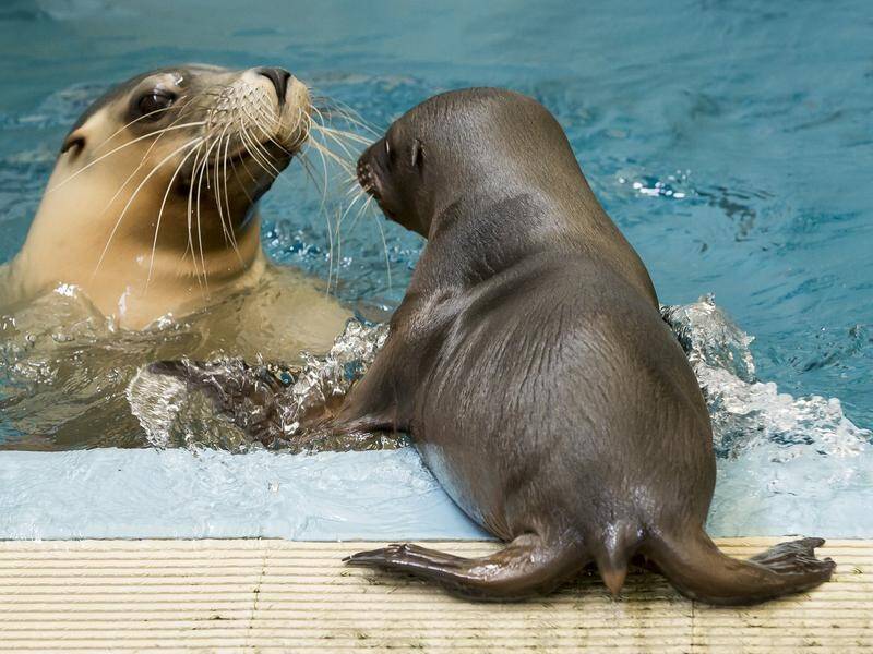 Red tape is delaying the protection status of the Australian sea lion.